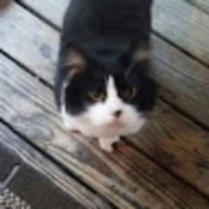 Meet your Posher, Patty